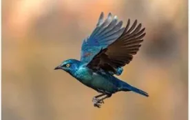 A starling in flight, wings spread